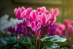 Alpenveilchen (Cyclamen persicum)