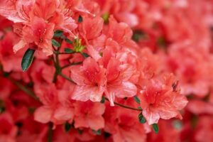 Azalee (Azalea indica = Rhododendron i.)