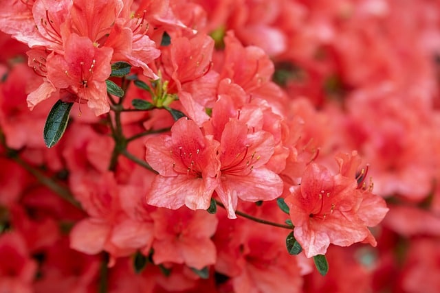 Azalee (Azalea indica = Rhododendron i.)