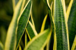 Bogenhanf (Sansevieria trifasciata laurentii)