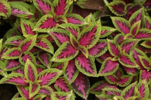 Buntnessel (Coleus blumei)