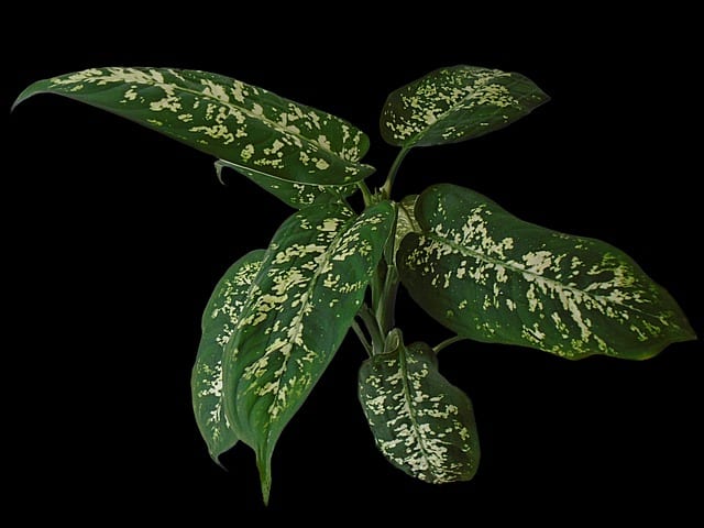 Dieffenbachia (Dieffenbachia maculata)