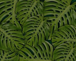 Fensterblatt (Monstera deliciosa)