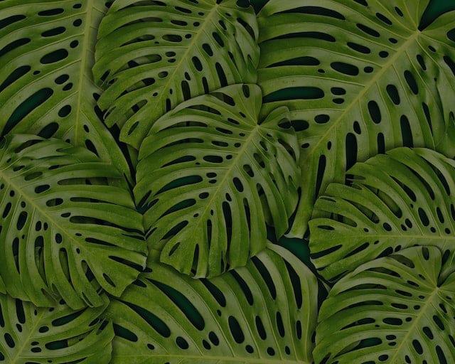 Fensterblatt (Monstera deliciosa)