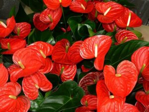 Flamingoblume (Anthurium scherzerianum)