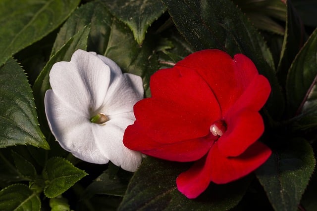 Fleißiges Lieschen (Impatiens- Hybriden)