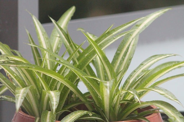 Grünlilie (Chlorophytum comosum)