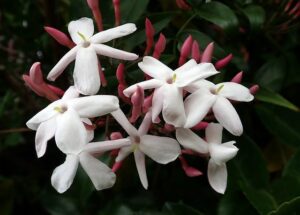 Jasmin (Jasminum polyanthum)