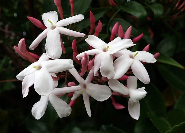Jasmin (Jasminum polyanthum)