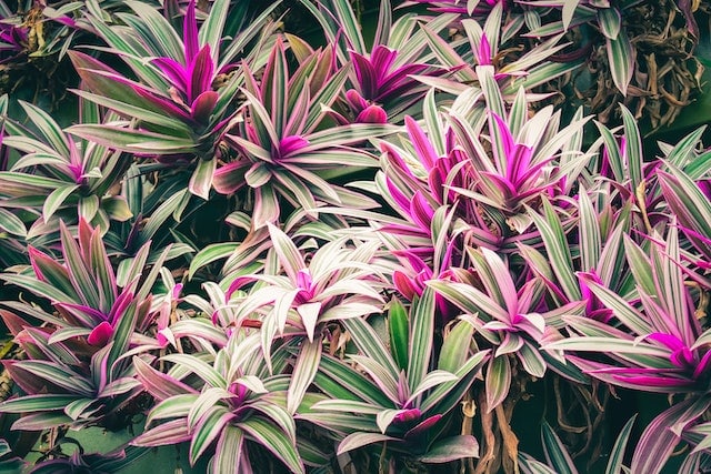 Keulenlilie (Cordyline fruticosa)