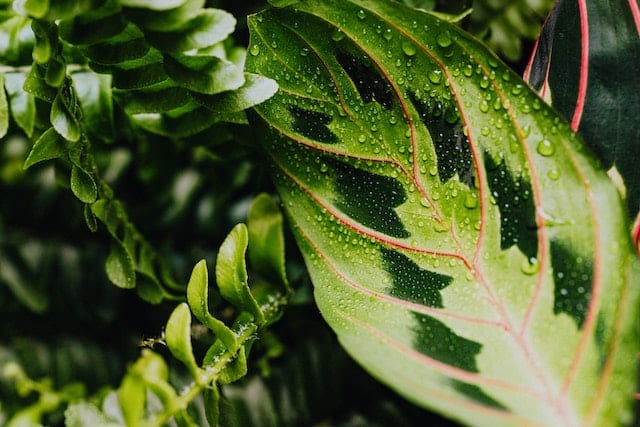 Korbmarante (Calathea- Arten)