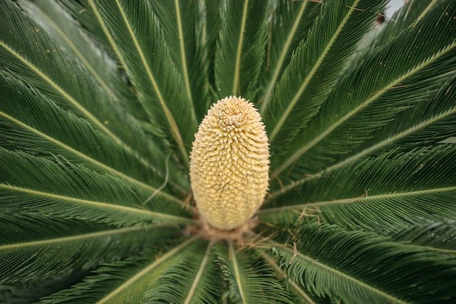 Palmfarn (Cycas revoluta)