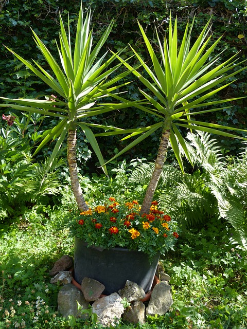 Palmlilie (Yucca elephantipes)