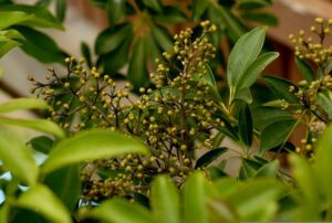 Schefflera (Heptapleurum arboricola = Schefflera a.)