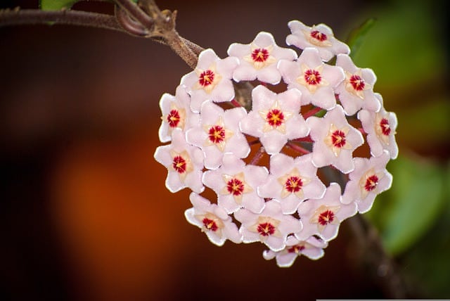 Wachsblume (Hoya camosa)