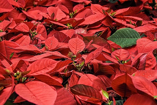 Weihnachtsstern (Euphorbia pulcherrima)