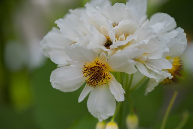 Zimmerlinde (Sparmannia africana)