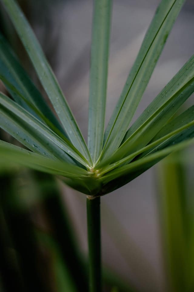 Zypergras (Cyperus alternifolius)